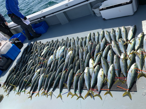 ハマチの釣果