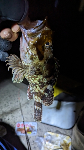 メバルの釣果