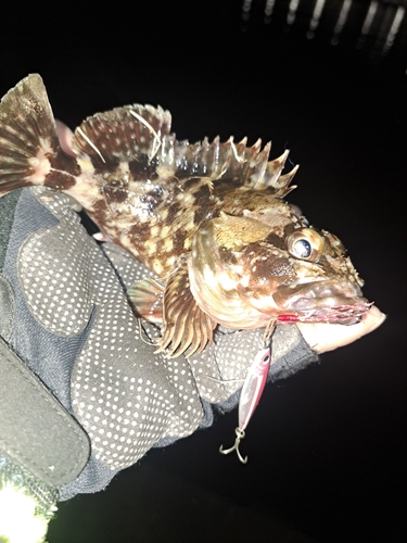 カサゴの釣果