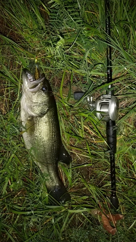 ブラックバスの釣果