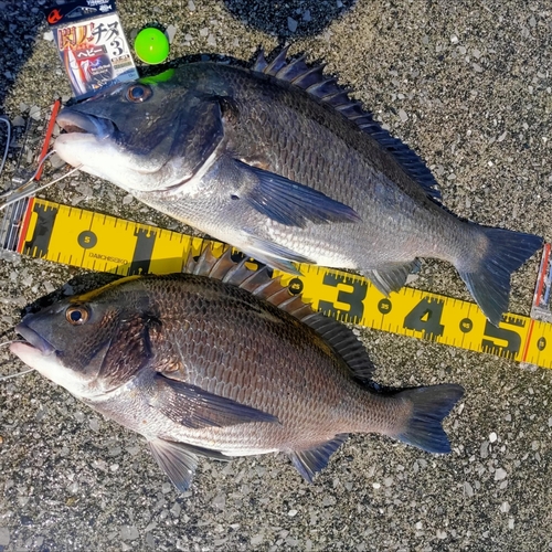 クロダイの釣果