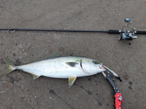 ブリの釣果