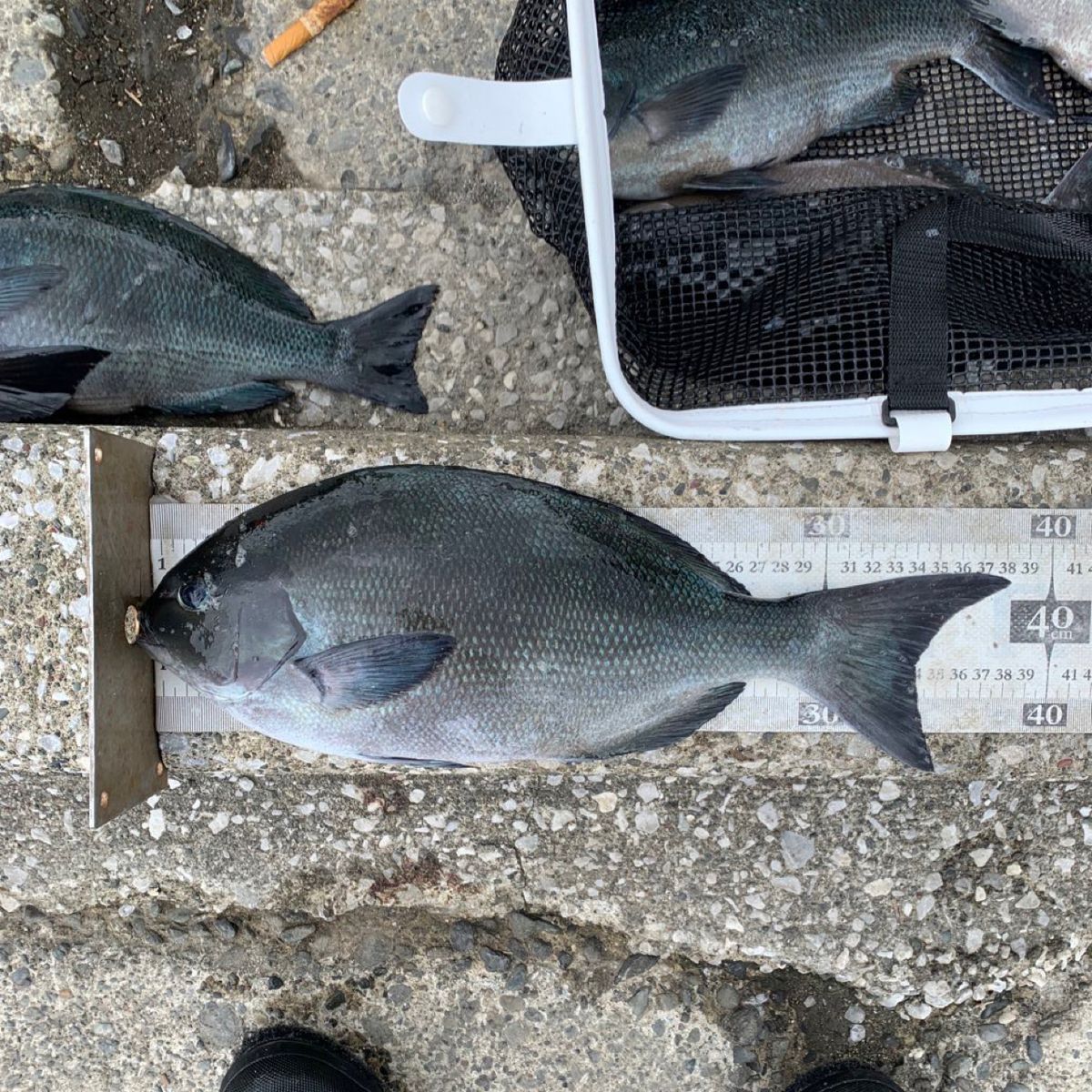 クサの上のフグさんの釣果 2枚目の画像