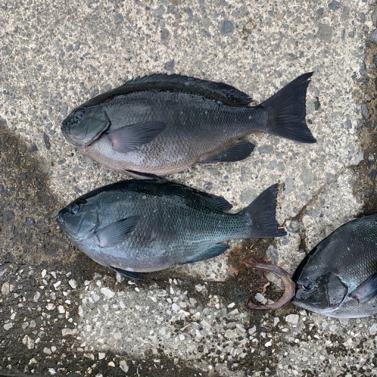 クサの上のフグさんの釣果 3枚目の画像