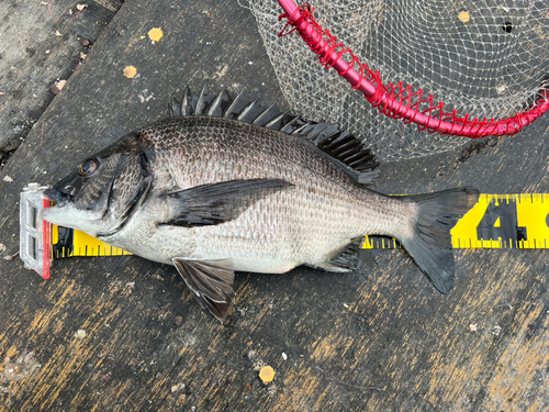 チヌの釣果