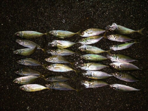 アジの釣果