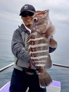 マハタの釣果