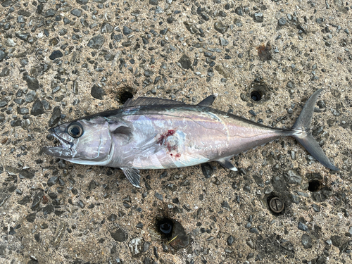 イソマグロの釣果