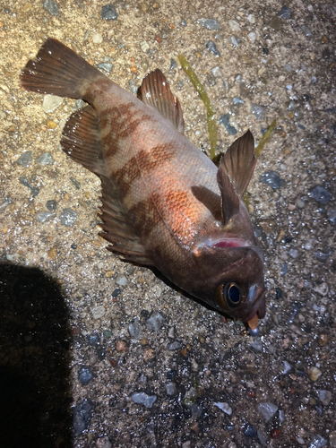 メバルの釣果