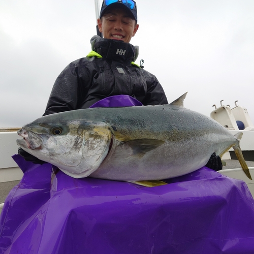 ヒラマサの釣果