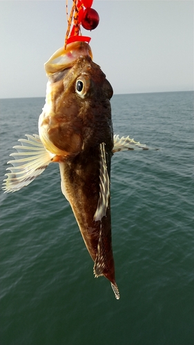 ツマグロカジカの釣果