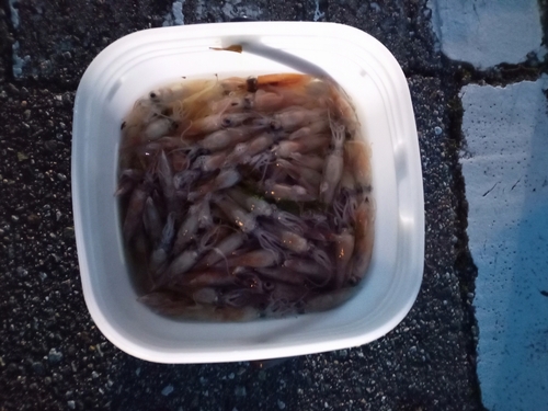 ホタルイカの釣果