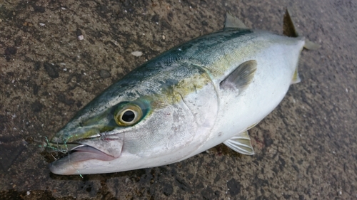 ハマチの釣果