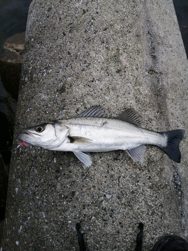 セイゴ（マルスズキ）の釣果