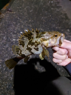 タケノコメバルの釣果