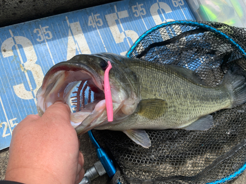 ラージマウスバスの釣果