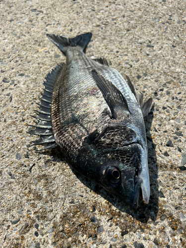 クロダイの釣果