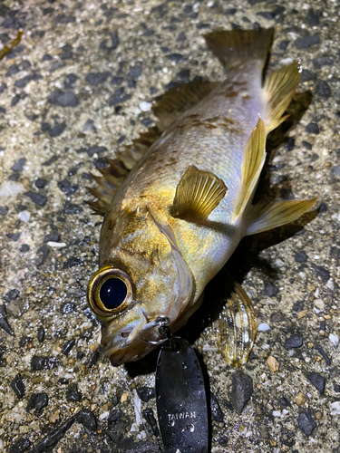 メバルの釣果