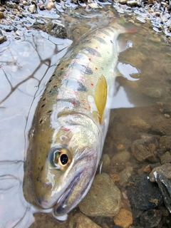 アマゴの釣果