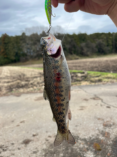 ニジマスの釣果