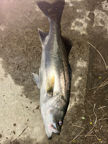 タイリクスズキの釣果