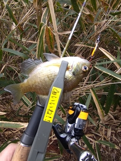 ブルーギルの釣果