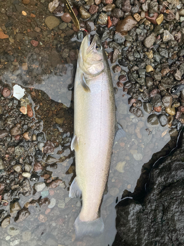 イワナの釣果