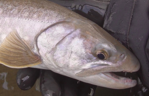 アメマスの釣果