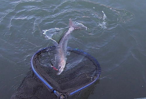 イトウの釣果