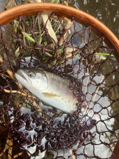 アマゴの釣果