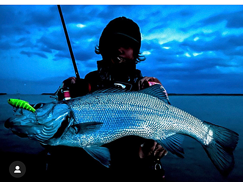 シーバスの釣果