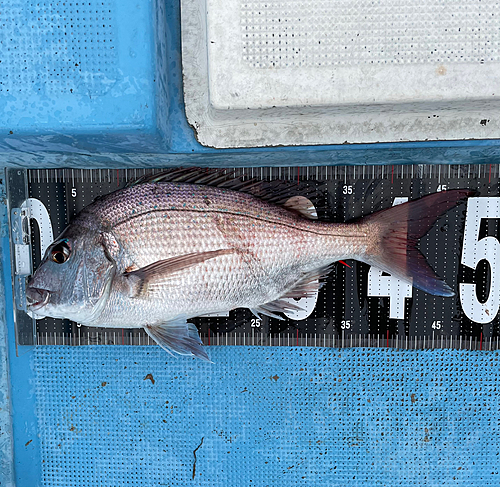 マダイの釣果