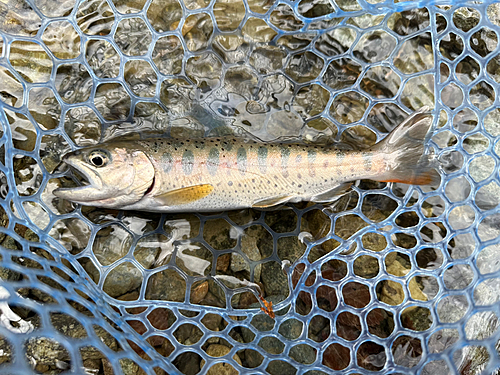 アマゴの釣果