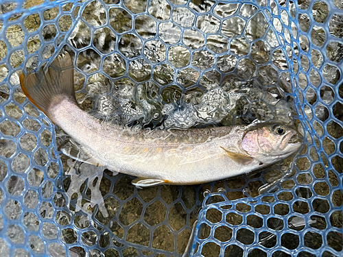 イワナの釣果