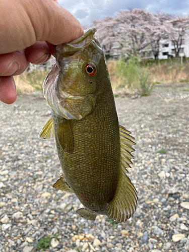 スモールマウスバスの釣果