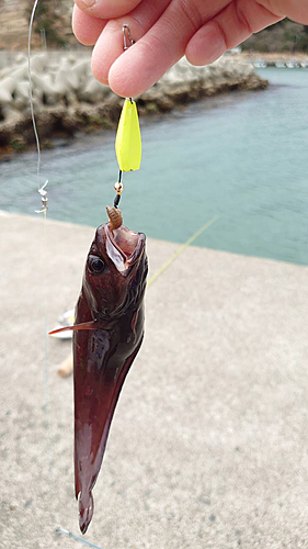 ドンコの釣果