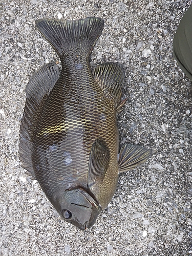 オキナメジナの釣果