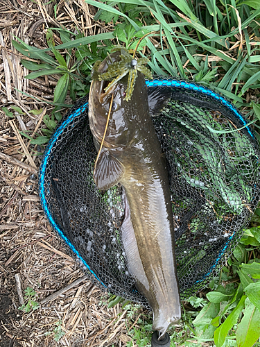 ナマズの釣果