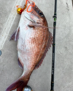 タイの釣果