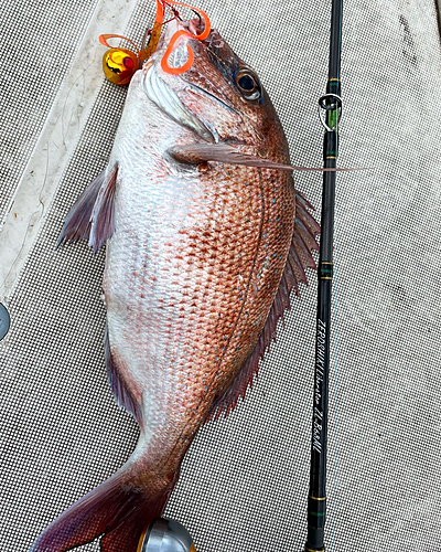 タイの釣果