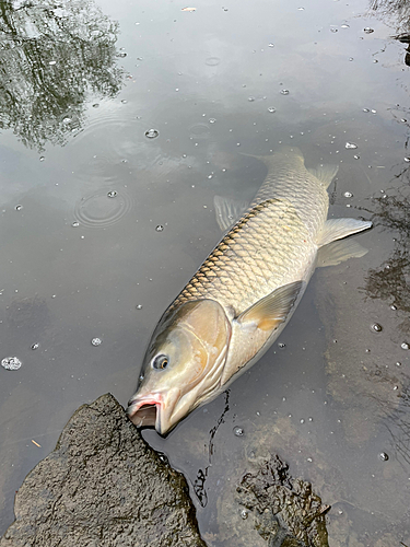 ソウギョの釣果