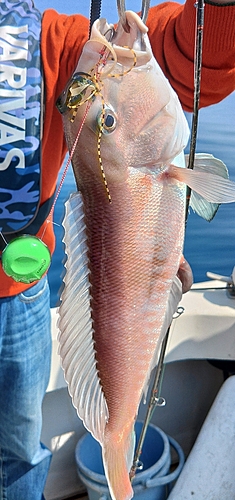 シロアマダイの釣果