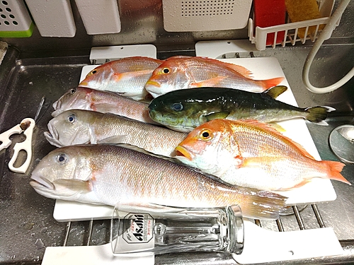 シロアマダイの釣果