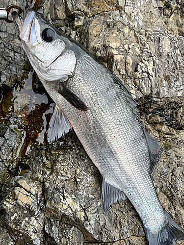 ヒラスズキの釣果