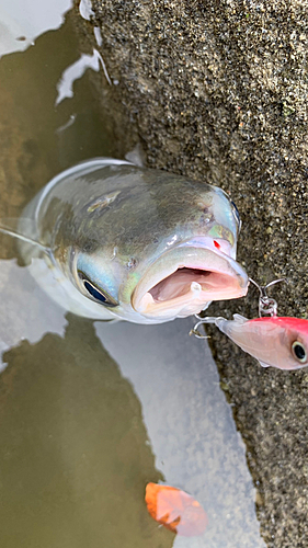 ボラの釣果