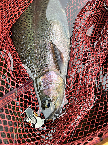 ニジマスの釣果