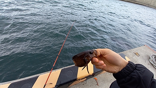 ガヤの釣果