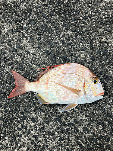 タイワンダイの釣果