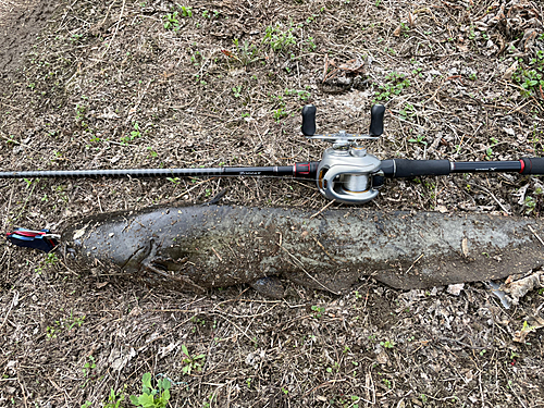 ナマズの釣果