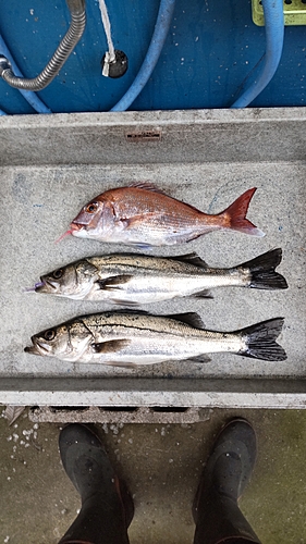 タイの釣果